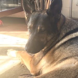 Meet your Posher, Allie